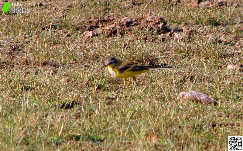 Grey Wagtail